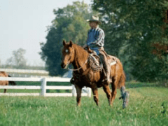 This picture is from the Kentucky Horse Park web site The park is made up of 1200 acres dedicated to man's relationship with the horse.