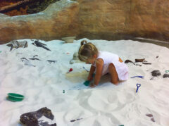 Dinosaur Dig